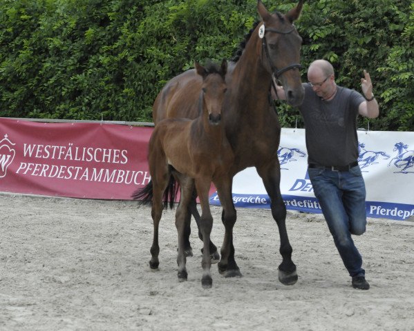 dressage horse Rhabarbara (Westphalian, 2017, from Rock Forever NRW)