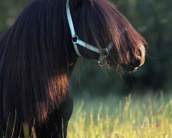 stallion Black King van de Belschuur (Shetland Pony,  , from Tango van de Amstelhof)