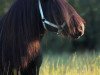 Deckhengst Black King van de Belschuur (Shetland Pony,  , von Tango van de Amstelhof)