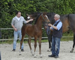 dressage horse Hengst von Franziskus / Rock Forever I (Westphalian, 2017, from Franziskus FRH)