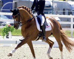 stallion Double Joy 4 (Hanoverian, 2007, from Desperados FRH)