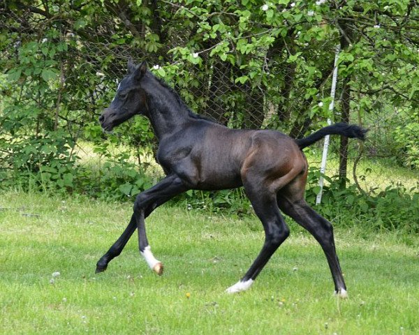 horse Venera (Trakehner, 2021, from Göteborg)