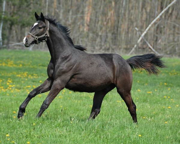 Springpferd Venom (Trakehner, 2020, von Nathan de la Tour AA)