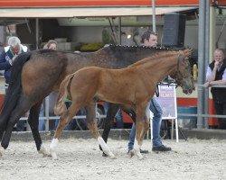 dressage horse Francis 154 (Westphalian, 2017, from Franziskus FRH)