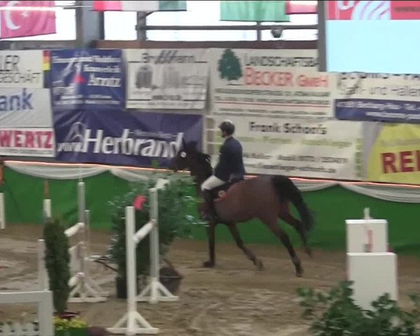 Keppelner Springpferdemeeting 2014