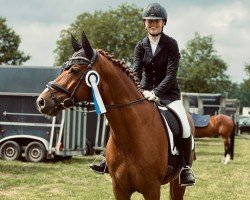 dressage horse Emilio 155 (Westphalian, 2014, from Escolar)