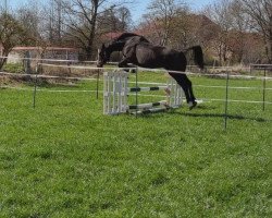 broodmare Pialotta (German Warmblood, 2006, from Poltergeist)