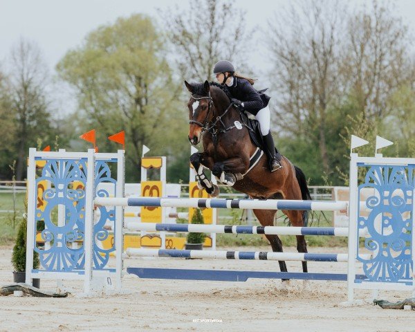 Springpferd Millions Boy (Holsteiner, 2017, von Million Dollar)