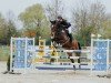 jumper Millions Boy (Holsteiner, 2017, from Million Dollar)