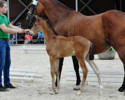 dressage horse Finity for Fusch (Westphalian, 2017, from Fürsten Time)