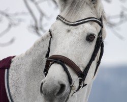 jumper Adventure II (KWPN (Royal Dutch Sporthorse), 2005, from Sydney)