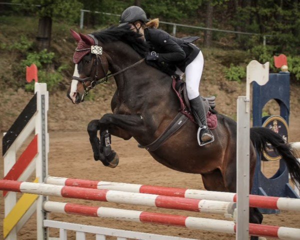 jumper Noble Girl 8 (Bavarian, 2010, from Colestus)