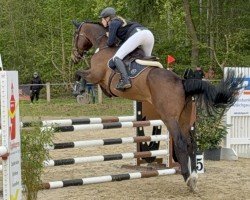 Springpferd Cassidy 64 (Holsteiner, 2017, von Cash and Carry)