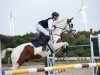 jumper Zeb Mc' Cain (Polish Warmblood, 2009, from Apacz)