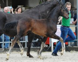 dressage horse Fürst Frechdachs (Westphalian, 2017, from Fürsten Time)