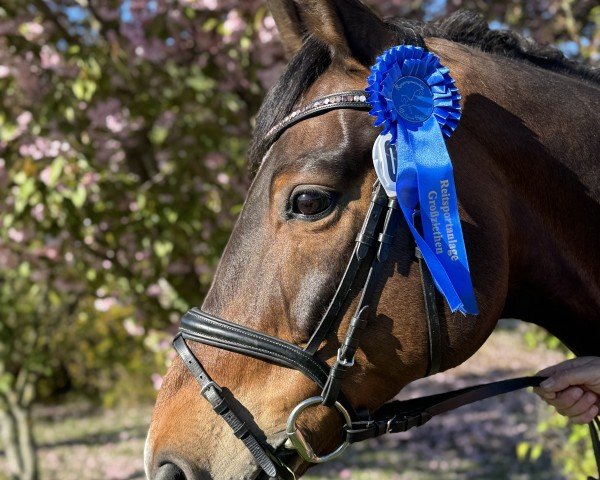 dressage horse Scotty 90 (Hanoverian, 2009, from Scolari)