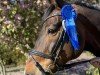dressage horse Scotty 90 (Hanoverian, 2009, from Scolari)