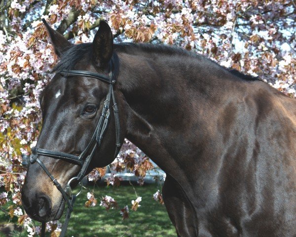 jumper Salea K (Hanoverian, 2009, from Salut Bonheur)