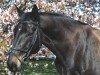 jumper Salea K (Hanoverian, 2009, from Salut Bonheur)