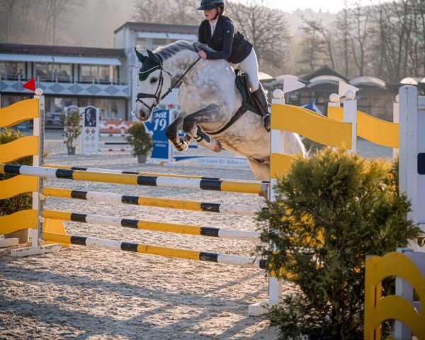 jumper Cashbakk (Holsteiner, 2015, from Clarcon)