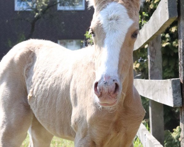 Dressurpferd Moonlight Golden Touch (Deutsches Reitpony, 2021, von FS Mr. Right)