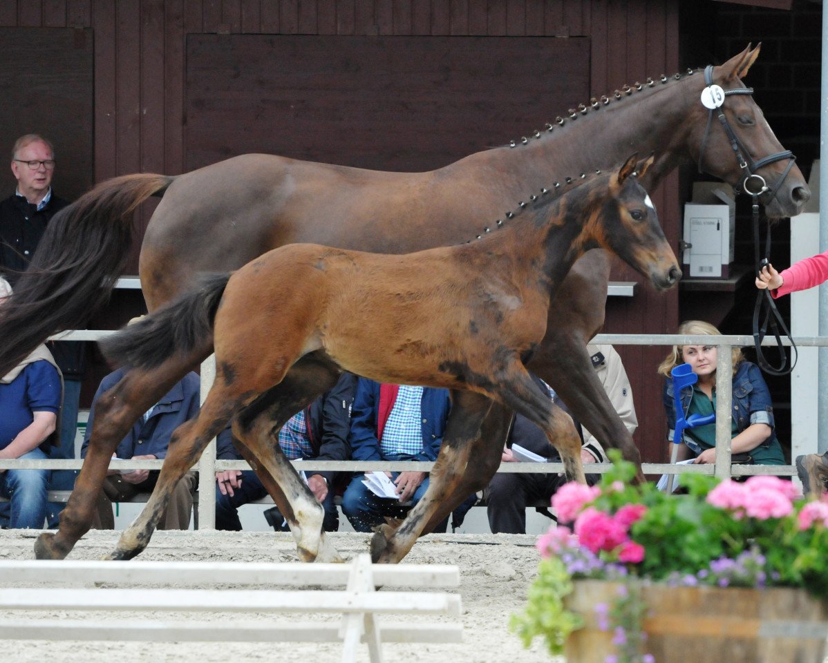 dressage horse Freidenker 4 (Westphalian, 2017, from Fürsten Time)