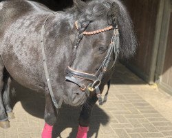 Dressurpferd Kasandra van de Huur (Shetland Pony, 2016, von Black King van de Belschuur)