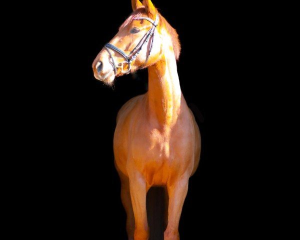 dressage horse Ezra 4 (Hanoverian, 2019, from Escolar)