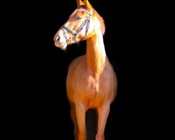 dressage horse Ezra 4 (Hanoverian, 2019, from Escolar)