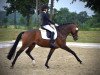 dressage horse See Me Dancing 3 (Hanoverian, 2016, from Sarotti Mocca-Sahne)