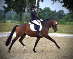 dressage horse See Me Dancing 3 (Hanoverian, 2016, from Sarotti Mocca-Sahne)