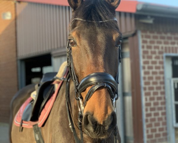 jumper Juicy van de gavers (Belgian Warmblood, 2009, from Quincerot van T L)