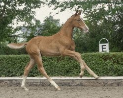 dressage horse En Vogue (Rhinelander, 2020, from Escamillo)