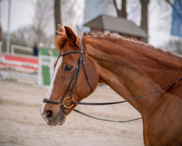 Dressurpferd Q-Sieben R (Westfale, 2010, von Quaterback)