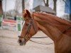 dressage horse Q-Sieben R (Westphalian, 2010, from Quaterback)