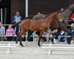 dressage horse Findus Maximus (Westphalian, 2017, from Fürsten Time)