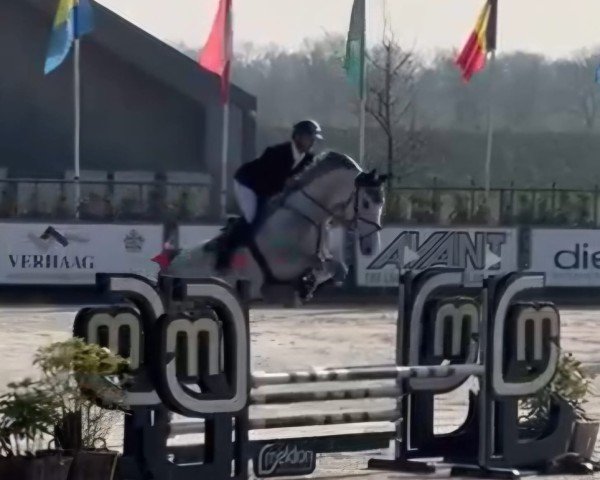 jumper Henry Z (Zangersheide riding horse, 2017, from Hickstead White)
