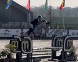 jumper Henry Z (Zangersheide riding horse, 2017, from Hickstead White)