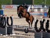 jumper Cinquento 3 (Oldenburg show jumper, 2016, from Caligula)