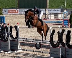 jumper Cinquento 3 (Oldenburg show jumper, 2016, from Caligula)