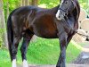 dressage horse Rondo 433 (Hanoverian, 2007, from Rotspon)