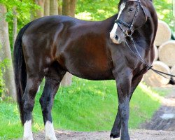 dressage horse Rondo 433 (Hanoverian, 2007, from Rotspon)