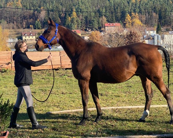 horse Casthane Z (Czech Warmblood, 2003, from Catango)