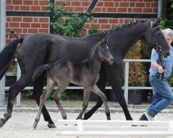 dressage horse Zeitgeist 6 (Westphalian, 2017, from Zonik One)