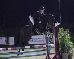 Springpferd Montana S 8 (Westfale, 2015, von Monte Bellini)