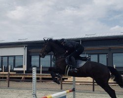 horse Lightdome (Trakehner, 2009, from Starway)