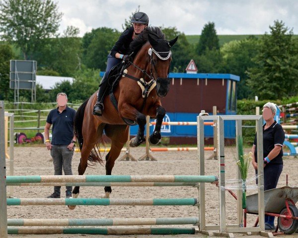 dressage horse Donna Lu (Oldenburg, 2014, from Destano)