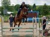 dressage horse Donna Lu (Oldenburg, 2014, from Destano)