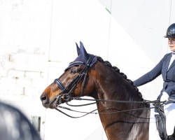 Dressurpferd Stratos 7 (Oldenburger, 2011, von Stalypso)