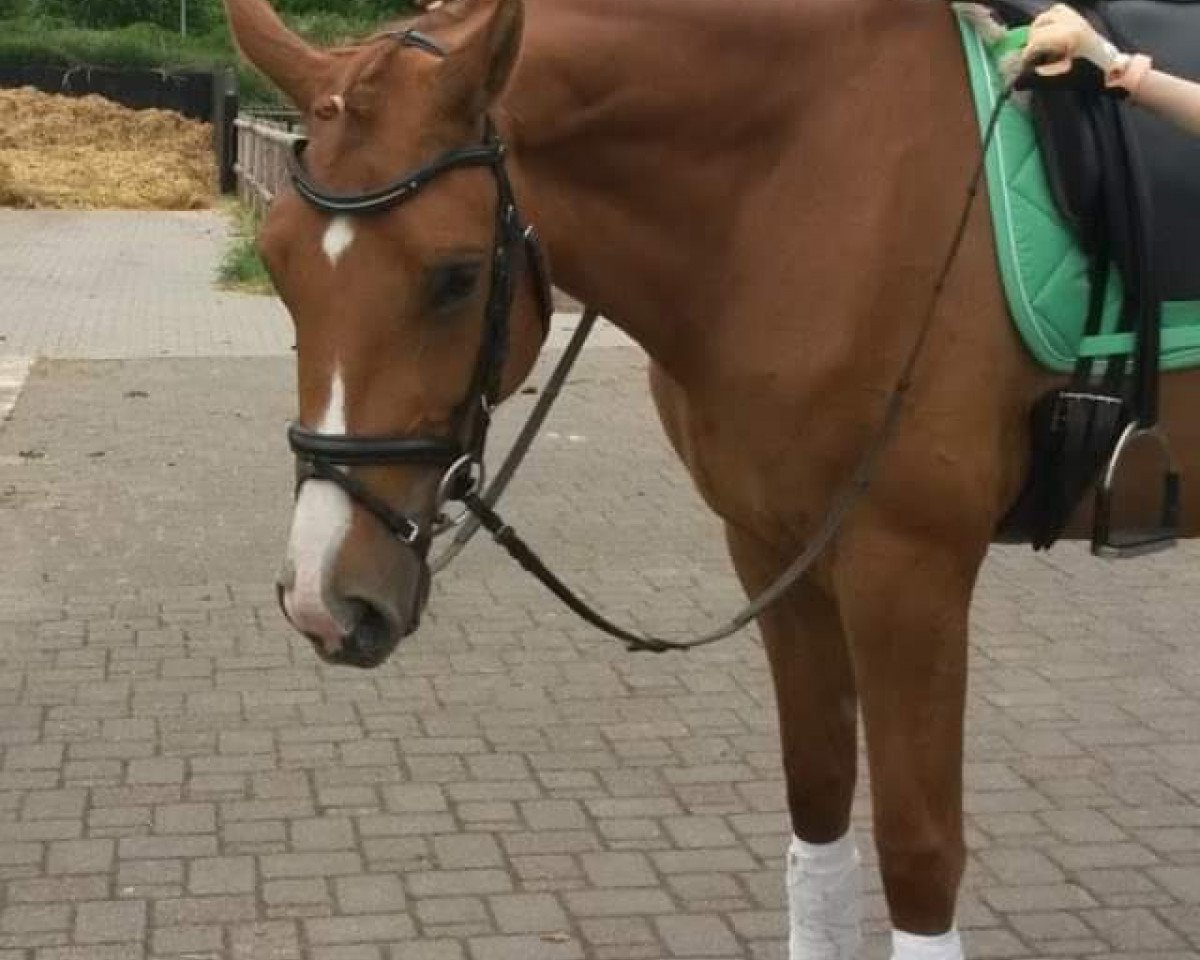 broodmare Lana del Rey S (Westphalian, 2012, from Los Angeles)